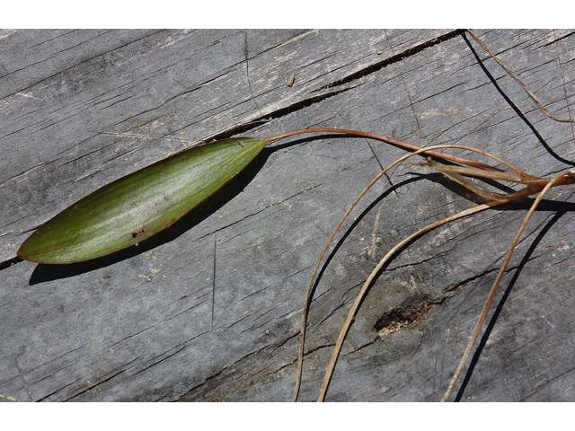 Potamogeton nodosus (Longleaf pondweed) #33357