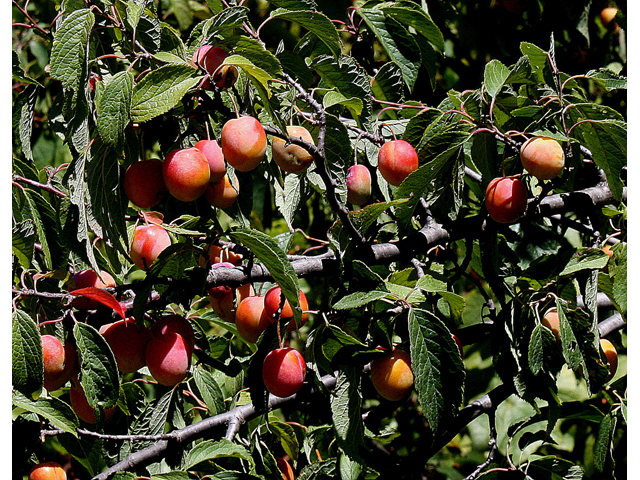 Prunus americana (American plum) #33360