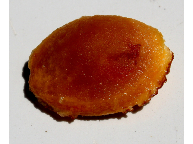 Prunus americana (American plum) #33361