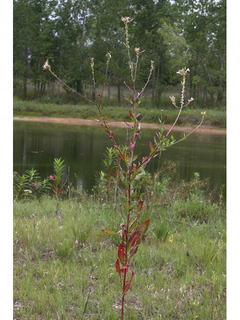 Oenothera gaura (Biennial beeblossom) #33364