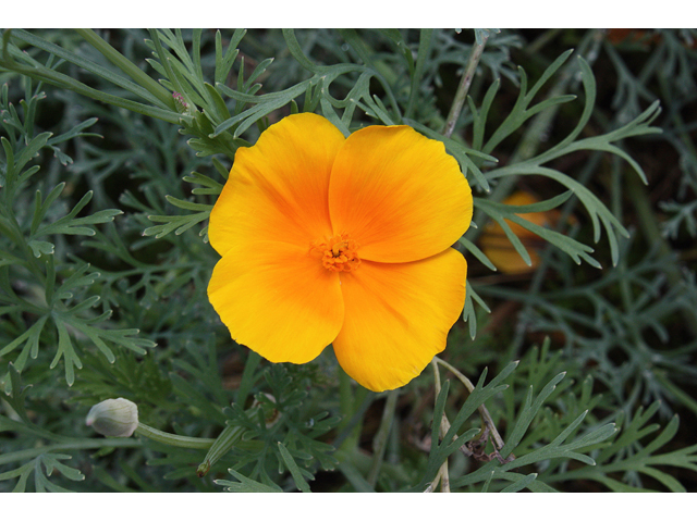 Eschscholzia californica (California poppy) #33365
