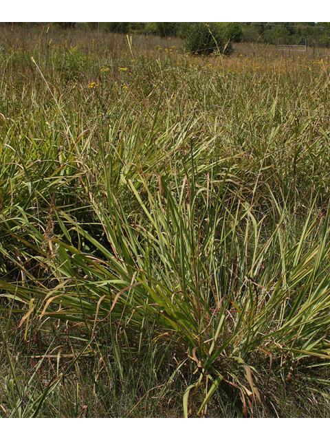 Tripsacum dactyloides (Eastern gamagrass) #33636