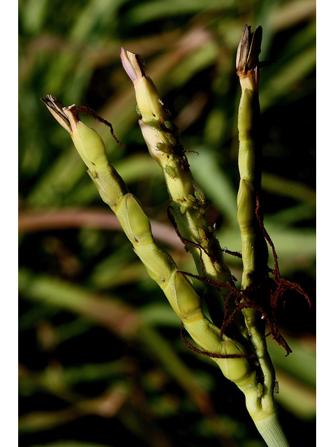 Tripsacum dactyloides (Eastern gamagrass) #33637