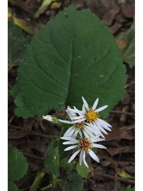 Eurybia macrophylla (Bigleaf aster) #33645