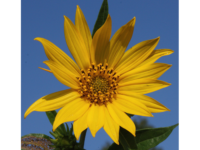 Helianthus grosseserratus (Sawtooth sunflower) #33655