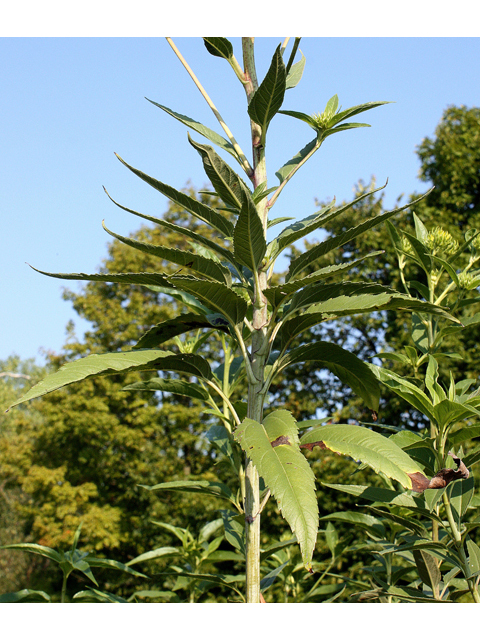 Helianthus grosseserratus (Sawtooth sunflower) #33656