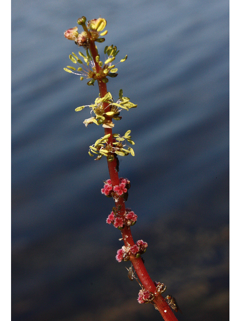 Myriophyllum sibiricum (Shortspike watermilfoil) #33658