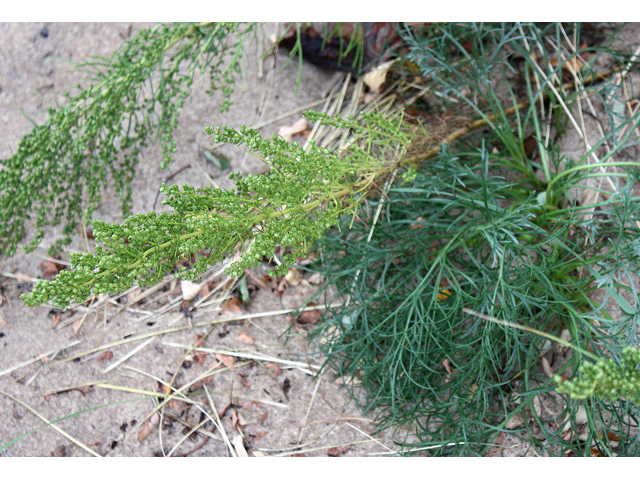 Artemisia campestris (Field sagewort) #33688