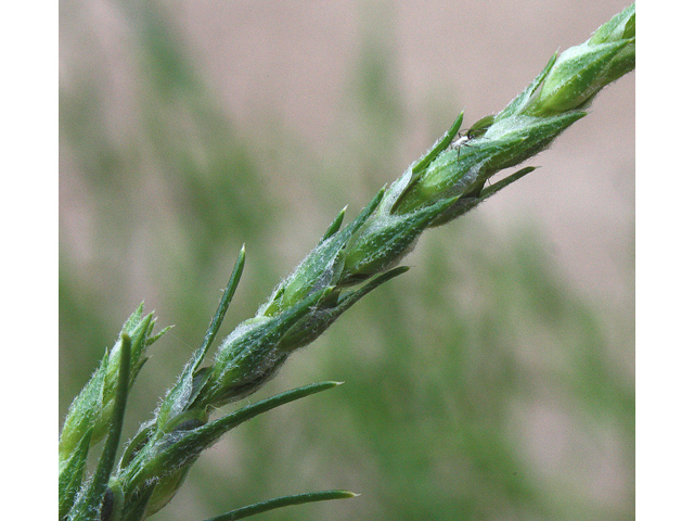 Corispermum americanum (American bugseed) #33691