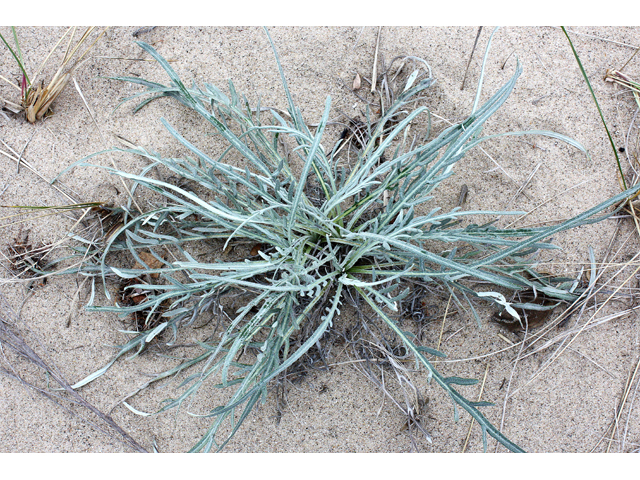 Cirsium pitcheri (Sand dune thistle) #33694