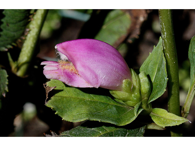 Chelone lyonii (Pink turtlehead) #33697