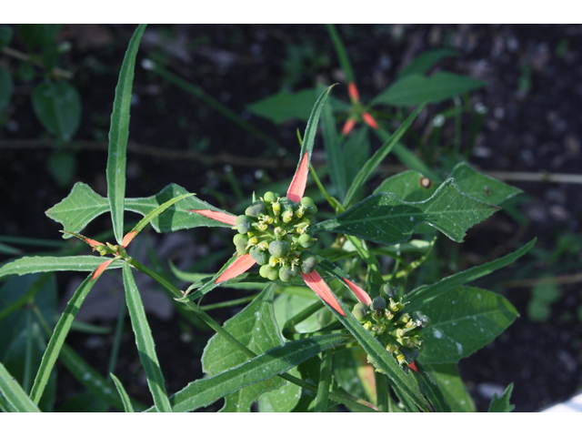 Euphorbia cyathophora (Wild poinsettia) #33700