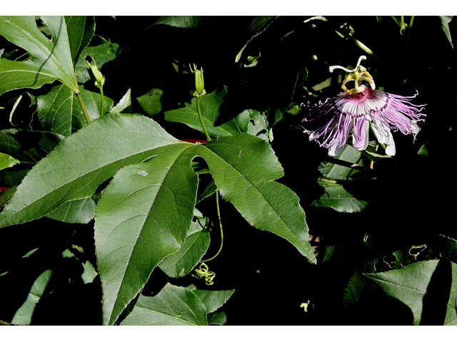 Passiflora incarnata (Maypop) #33702