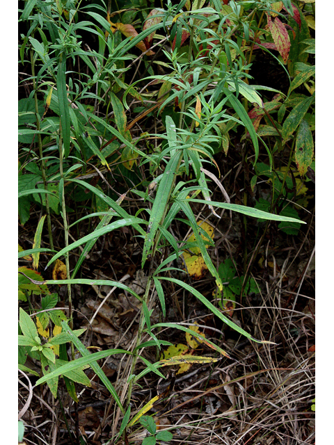 Symphyotrichum praealtum (Willowleaf aster) #33719