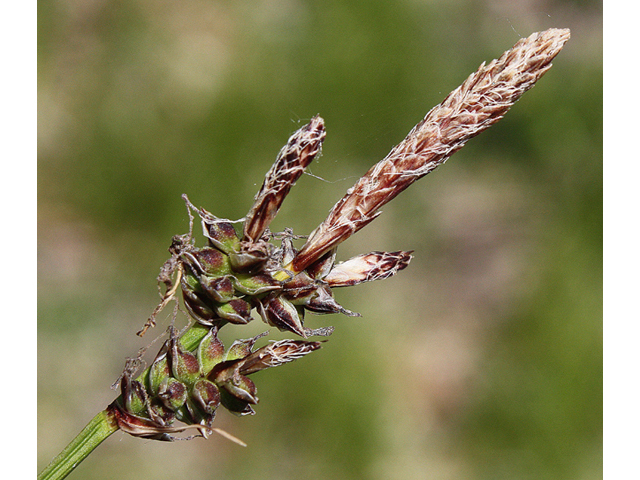Carex pensylvanica (Pennsylvania sedge) #43178