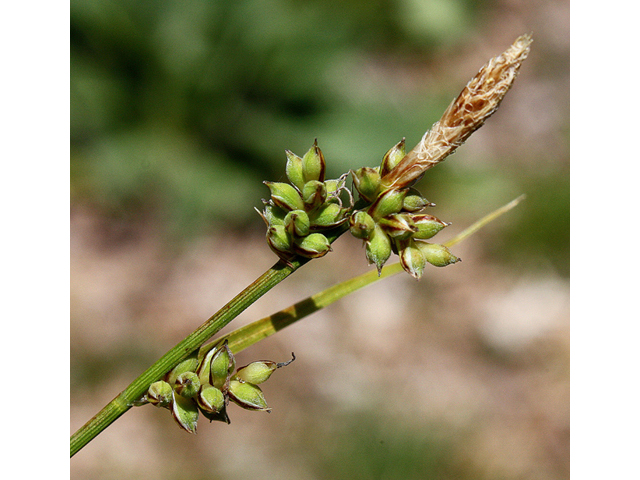 Carex pensylvanica (Pennsylvania sedge) #43179