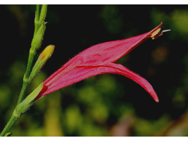 Dicliptera sexangularis (Sixangle foldwing) #43190