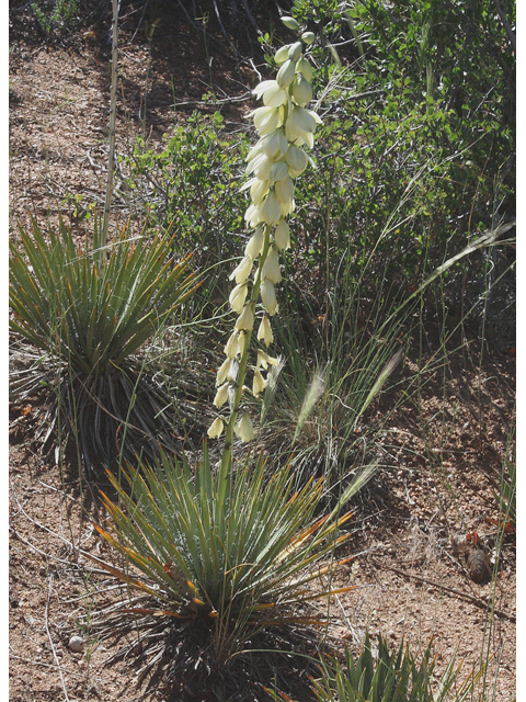 Yucca harrimaniae (Spanish bayonet) #43201