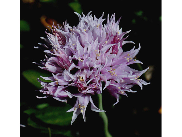 Allium geyeri (Geyer's onion) #43204