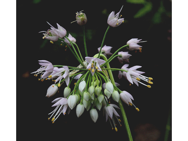 Allium cernuum (Nodding onion) #43208