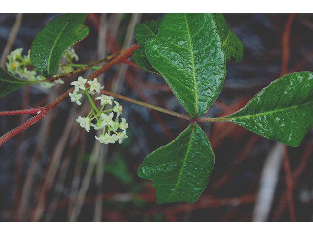 Toxicodendron pubescens (Atlantic poison oak) #43210