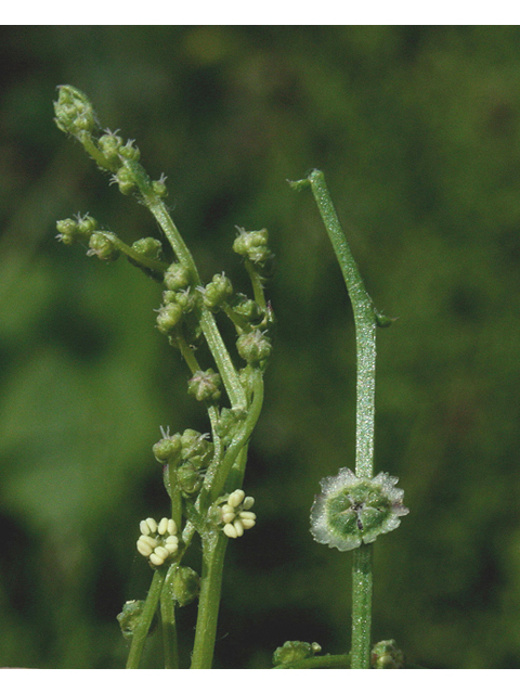 Cycloloma atriplicifolium (Winged pigweed) #43214