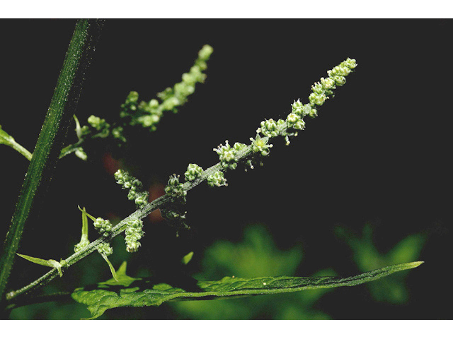 Chenopodium simplex (Mapleleaf goosefoot) #43218