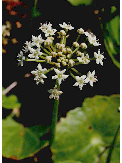 Hydrocotyle umbellata (Manyflower marsh-pennywort) #43221