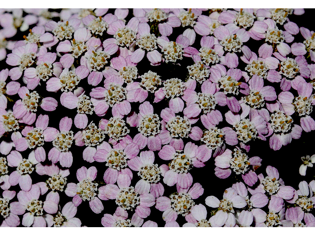 Achillea millefolium (Common yarrow) #43224