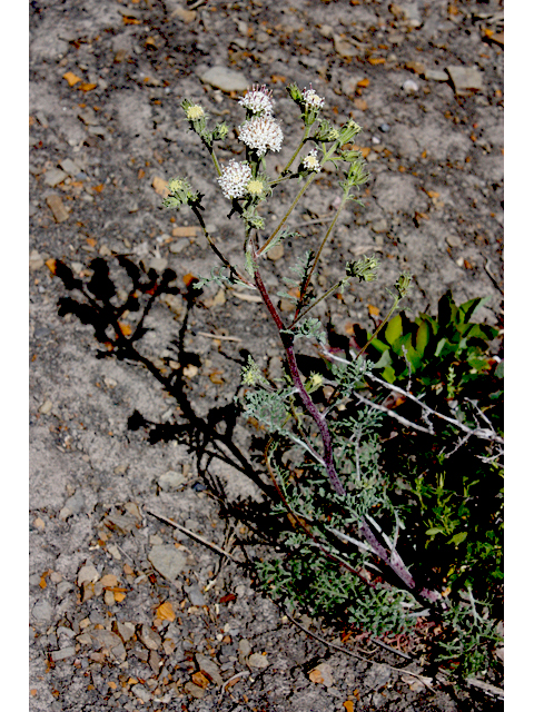 Chaenactis douglasii (Douglas' dustymaiden) #43233