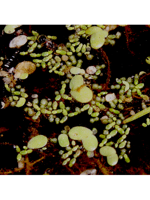 Wolffia columbiana (Columbian watermeal) #43237