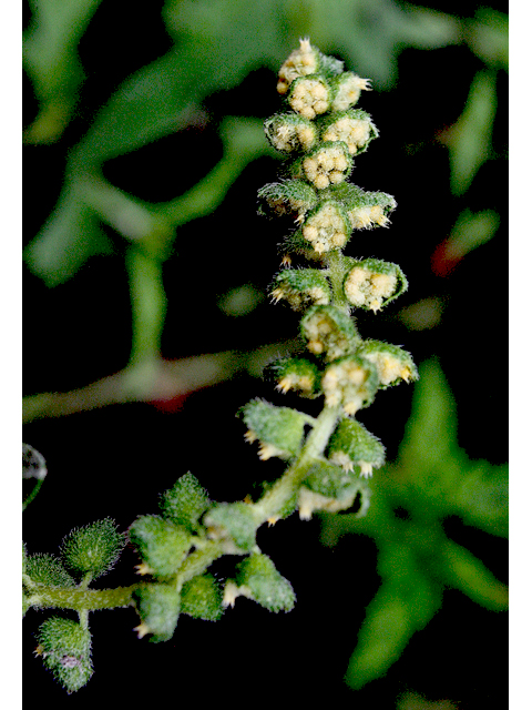 Ambrosia psilostachya (Cuman ragweed) #43246