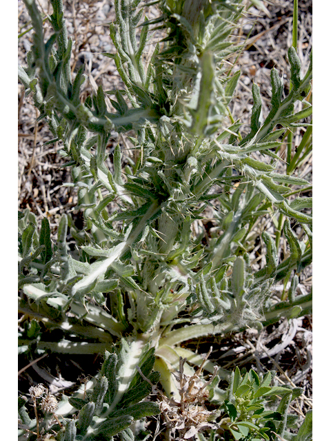 Cirsium canescens (Prairie thistle) #43253