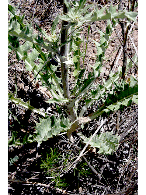 Cirsium hillii (Hill's thistle) #43254