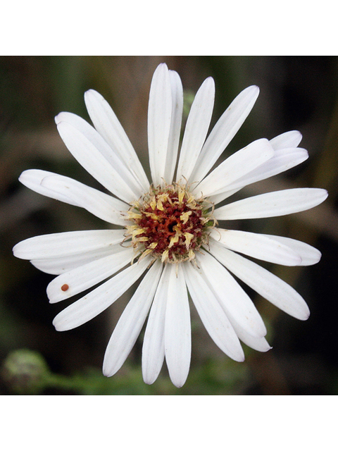 Symphyotrichum concolor (Eastern silver aster) #43773
