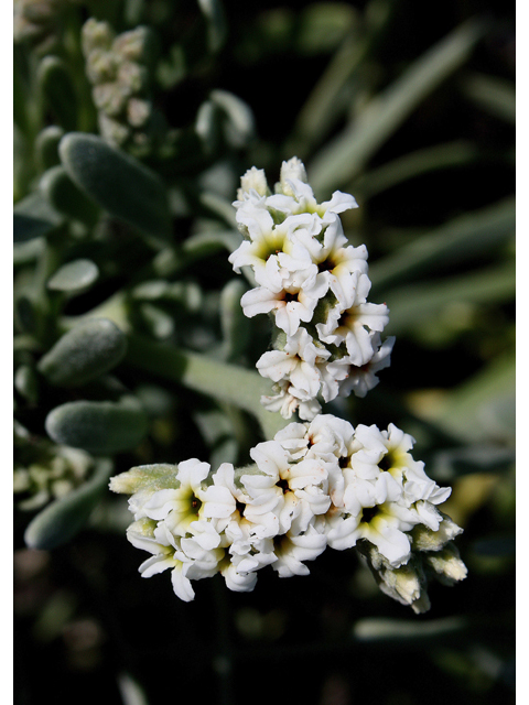 Argusia gnaphalodes (Sea lavender) #43485