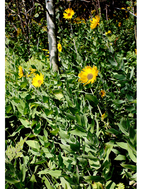 Helianthus mollis (Ashy sunflower) #43608