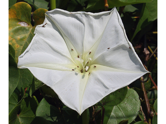 Ipomoea alba (Moonflower) #43621