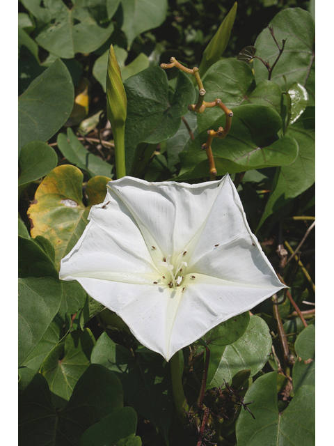 Ipomoea alba (Moonflower) #43622