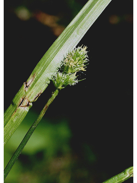 Carex cephalophora (Oval-leaf sedge) #43503