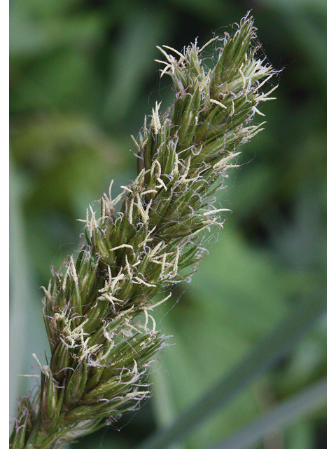 Carex crus-corvi (Ravenfoot sedge) #43505