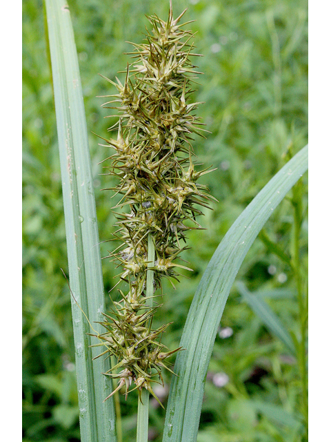 Carex crus-corvi (Ravenfoot sedge) #43506