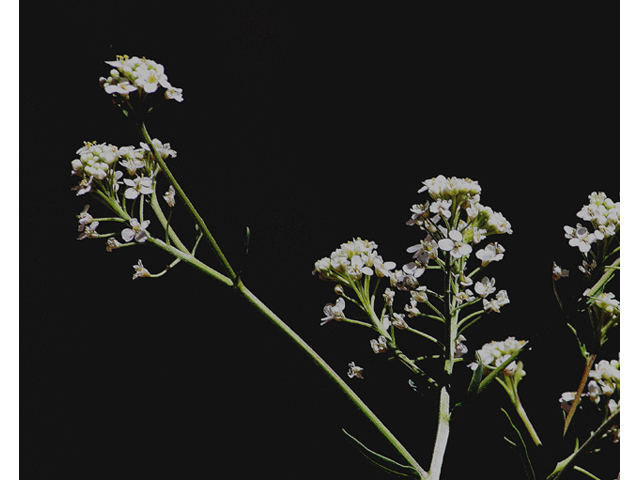 Lepidium alyssoides (Mesa pepperwort) #43639
