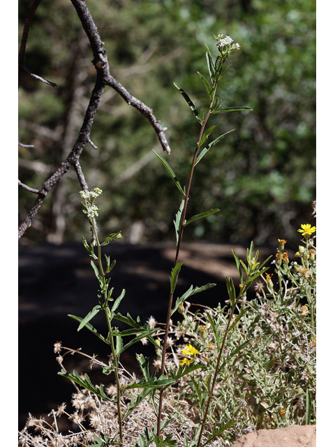 Lepidium alyssoides (Mesa pepperwort) #43640