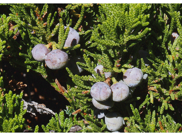 Juniperus horizontalis (Creeping juniper) #43630