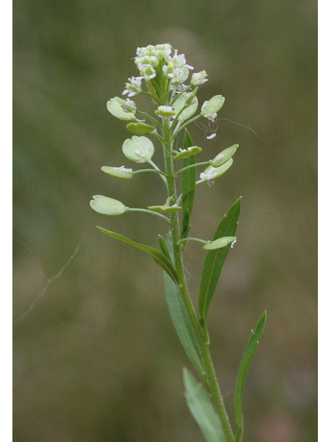 Lepidium densiflorum (Common pepperweed) #43641