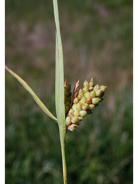 Carex granularis (Limestone meadow sedge) #43510