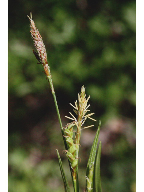 Carex digitalis (Slender woodland sedge) #43507