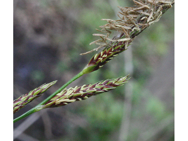 Carex pellita (Woolly sedge) #43523