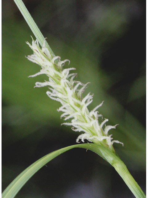 Carex pellita (Woolly sedge) #43524